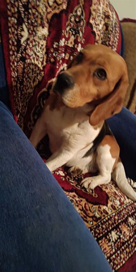 Suczka Rasy Beagle Lipsko OLX Pl