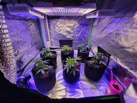 New Here Growing Banana Kush Autos Indoor Growing I Love Growing