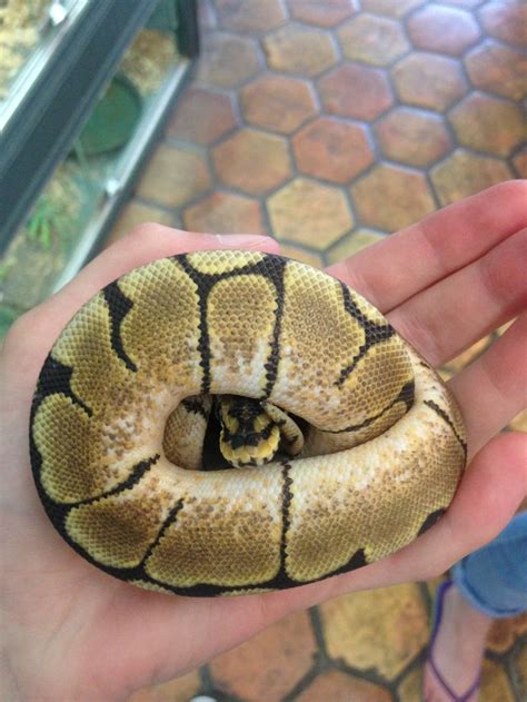 Spider ball python | Pet snake, Ball python, Ball python morphs