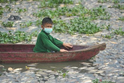 Penanganan Kematian Ikan Di Danau Maninjau ANTARA News