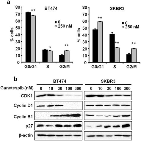 Ganetespib Induces G2 M Cell Cycle Arrest In ErbB2 Breast Cancer