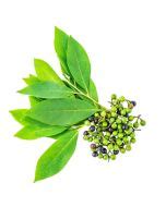 Buy Bulk Litsea Cubeba Oil Jedwards International