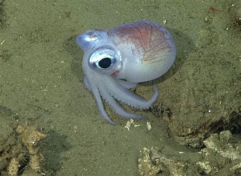 PHOTOS: Check out these weird creatures lurking in Canadian waters ...