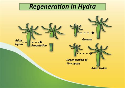 Hydra Biology Diagram