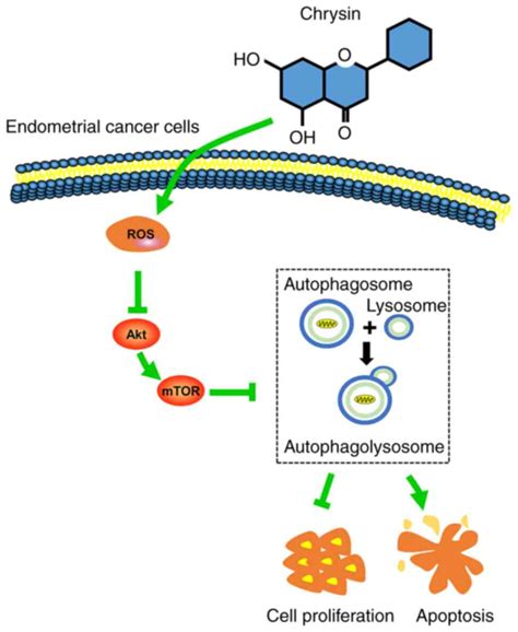 Chrysin Induces Autophagy Through The Inactivation Of The Rosmediated