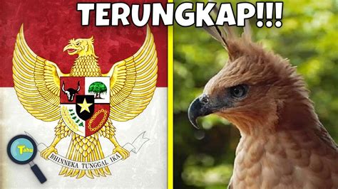 Gambar Burung Garuda Pancasila Asli Gambar Burung