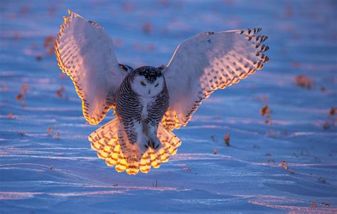 Snowy Owl Flying