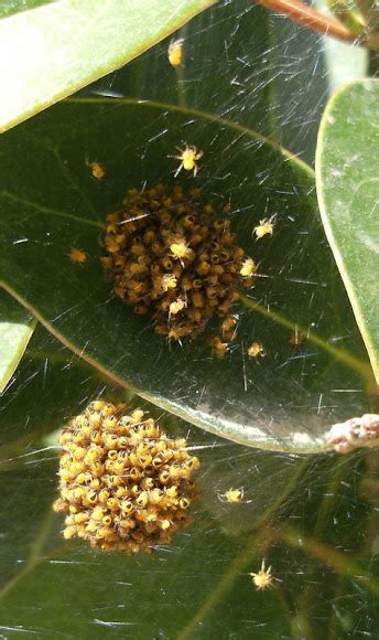 Baby Spiders Project Noah