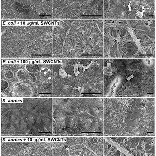 Cell Viability And Monolayer Integrity Of Caco 2 Cells After Treatment