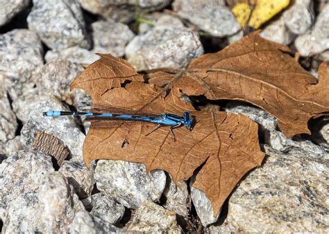 Autumn bluet | Mike Powell