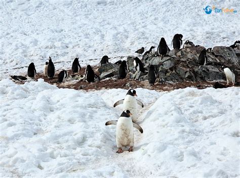 Antarctica: Cruising to the White Continent - DanFellner.com