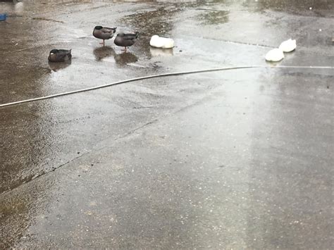 My Beautiful Water Chickens Sleeping In Their Favourite Puddle This