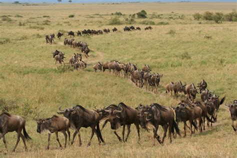 The Great Migration in East Africa - Routes, Calving and River Crossings