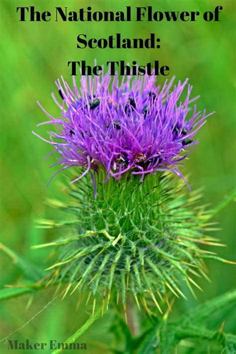 Scottish Thistle Flower Essence | Best Flower Site