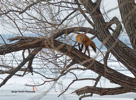 National Fox Day - Procyon Wildlife