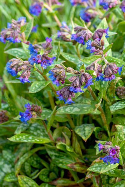 The 20 Most Beautiful Perennial Flowers To Plant In Your Garden