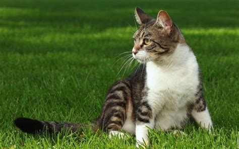 inilah  nama kucing kampung  bagus menjadi rekomendasi