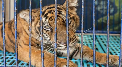 Selfies Tigres Podem Financiar O Tr Fico De Animais Conex O Planeta