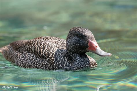 Freckled Duck - Cincinnati Zoo & Botanical Garden