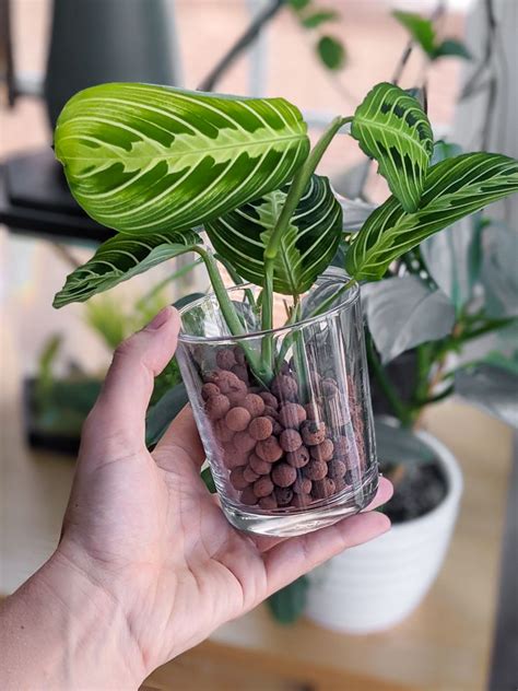 Prayer Plant Propagation And Rooting Maranta Leuconeura From Cuttings