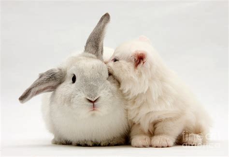 Kitten And Rabbit Photograph By Mark Taylor Pixels