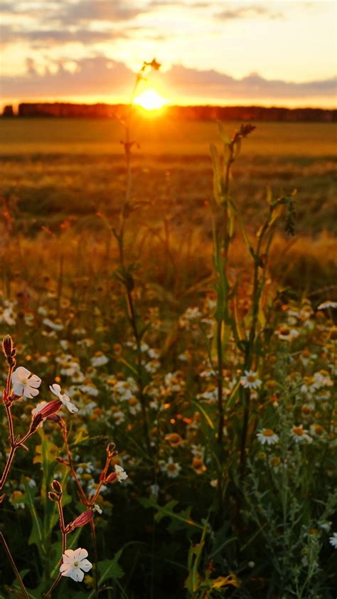 Horizon Field And Wildflower During Sunset 4k 5k Hd Nature Wallpapers