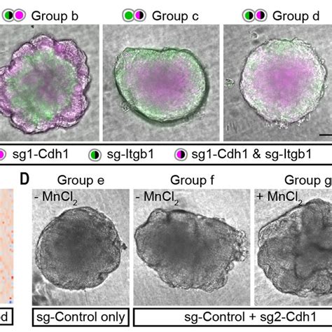 Reconstituted Epithelial Branching Depends On Integrin Mediated