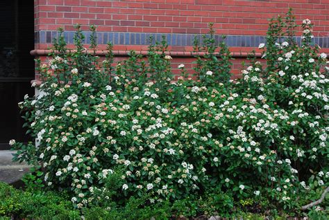 Viburnum tinus | Landscape Plants | Oregon State University