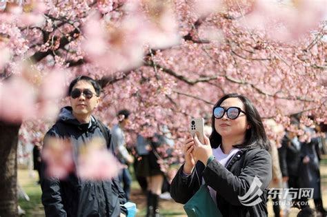 拥抱春日光“樱”，辰山植物园樱花季启幕首日游客突破三万人次 组图游园挑战大富翁