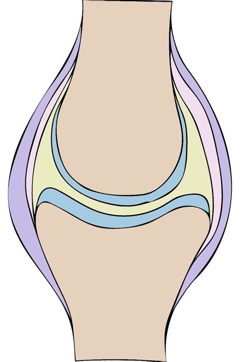Schaubild Der Aufbau Eines Gelenks Quizlet