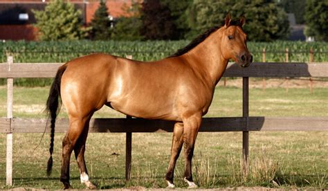 Dun Horse Color — Description, Pictures, and Genetics - Helpful Horse Hints