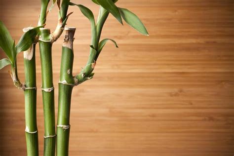 A Simple Guide to Feng Shui Indoor Plants - Feng Shui Nexus