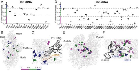 Ribosomal RNA 2 O Methylations Regulate Translation By Impacting