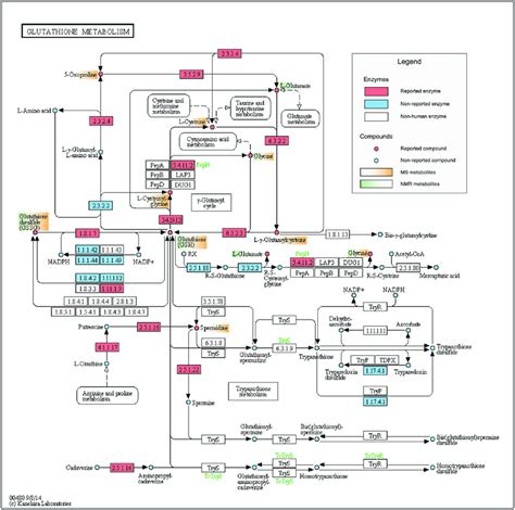 Kegg Representation Of The Glutathione Metabolism Hsa00480 Kegg Download Scientific Diagram