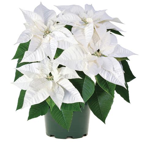 Poinsettia euphorbia pulcherrima Biancaneve White | Lucas Greenhouses