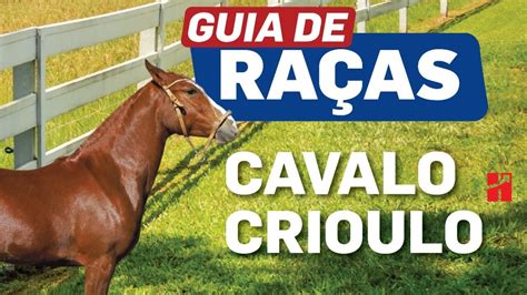 Cavalo Crioulo Guia de Raças YouTube