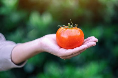 Premium Photo Close Up Of Hand Holding Tomato