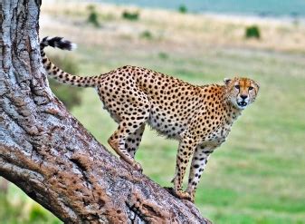 Kenya Safari Animals | Wildlife in Kenya