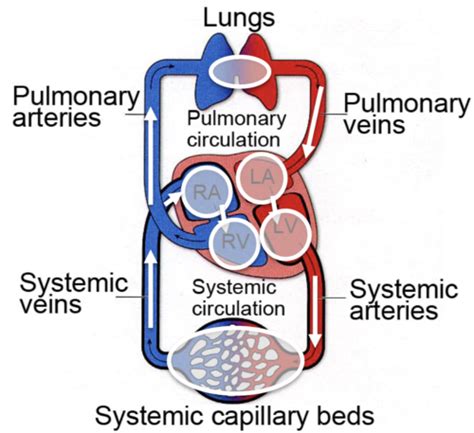 Overview Of Circulation Flashcards Quizlet