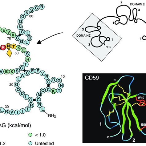 Localization Of The Functional Epitope For UPA Binding On Human UPAR