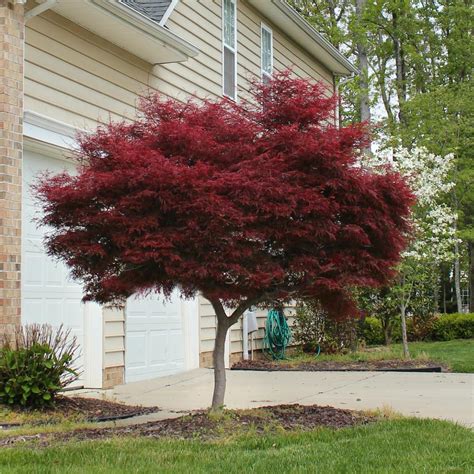 Bloodgood Japanese Maple - Acer palmatum dissectum - Courville Nurseries