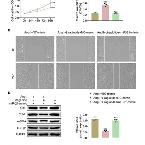 Liraglutide Repressed The Angii Induced Cell Proliferation And