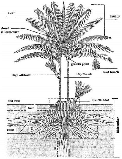 Palm Tree Root System Diagram