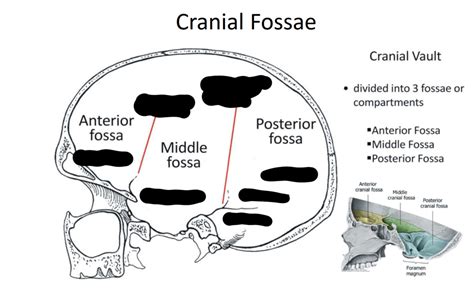cranial fossae diagram quizlet