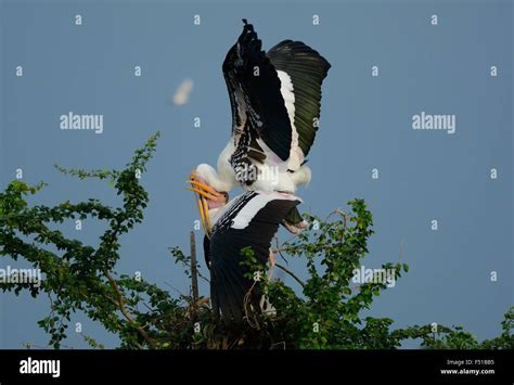 Breeding Colony Of Painted Stork Mycteria Leucocephala In Thai Forest