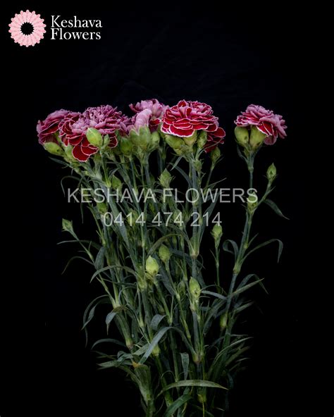 Burgundy Piccolo Carnations Per Bunch Keshava Flowers