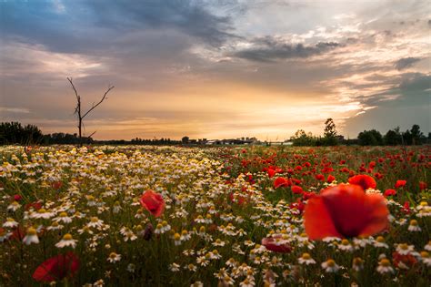 Primavera E D