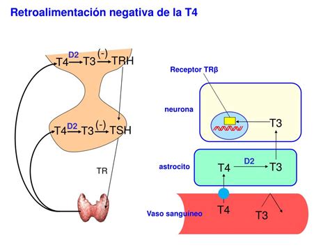 Ppt Regulaci N De Las Hormonas Tiroideas Powerpoint Presentation