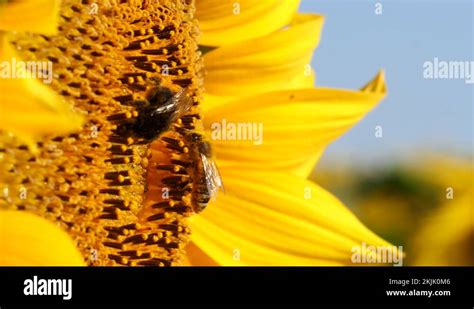 Bumblebee And Honey Bee Covered With Pollen Collecting Nectar From