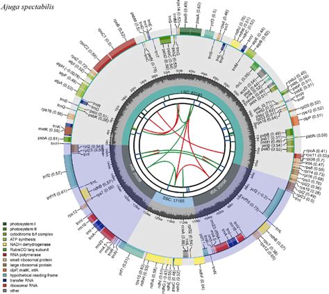 Complete Plastid Genome Of A Spectabilis The First Circle Shows The